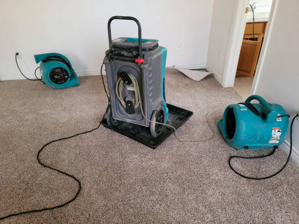 Best Mold removal after water damage  in Senath, MO